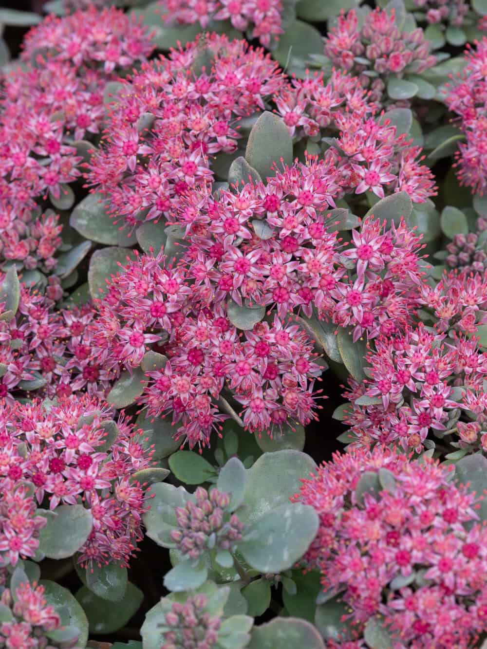 Sedum hybridum 'Red Sparkle' - Image 2