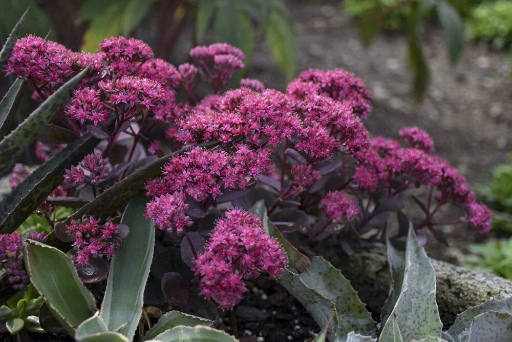 Sedum hybridum 'Superstar'® - Image 3