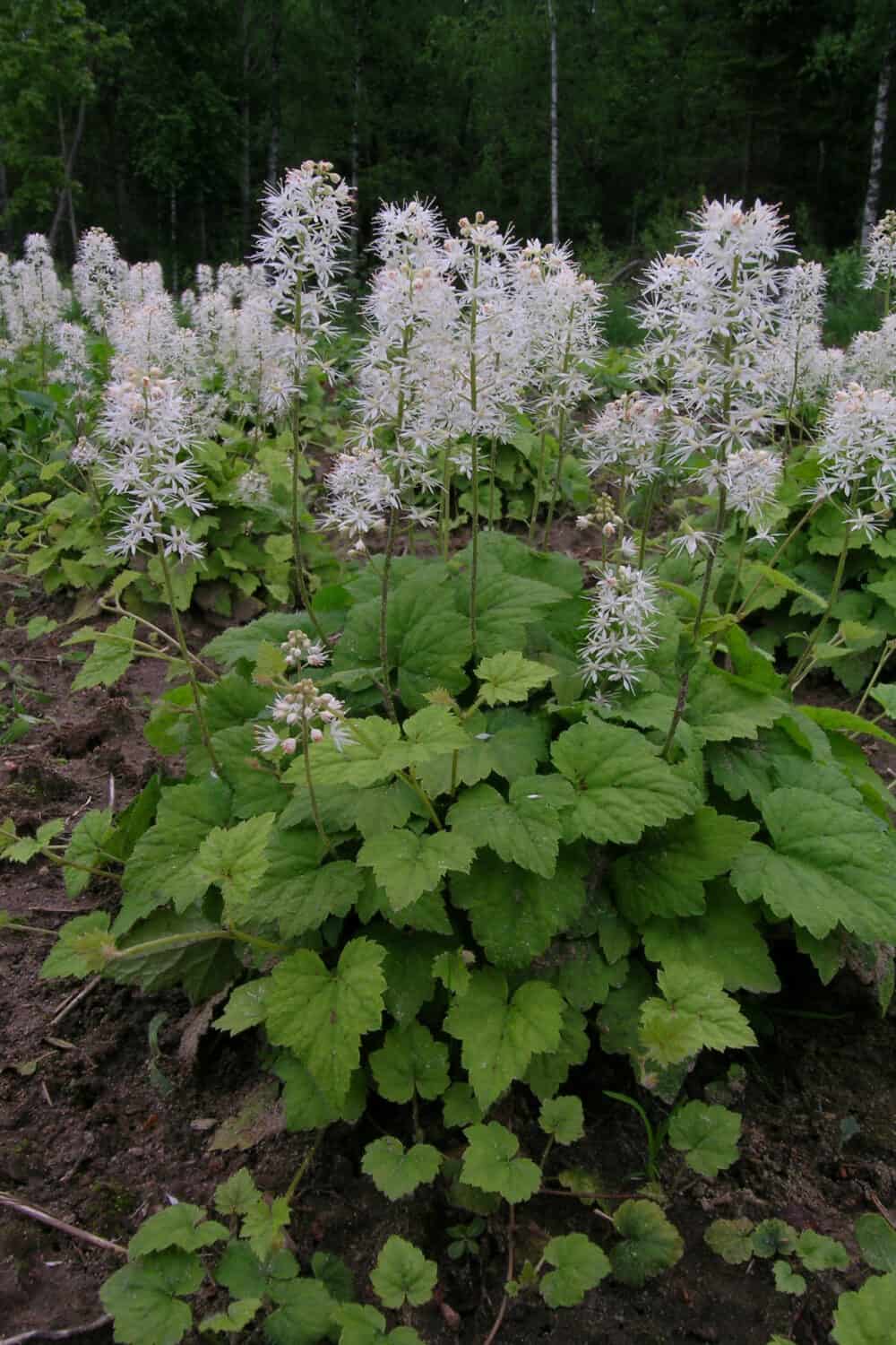 Tiarella cordifolia 'Moorgrün' - Image 2