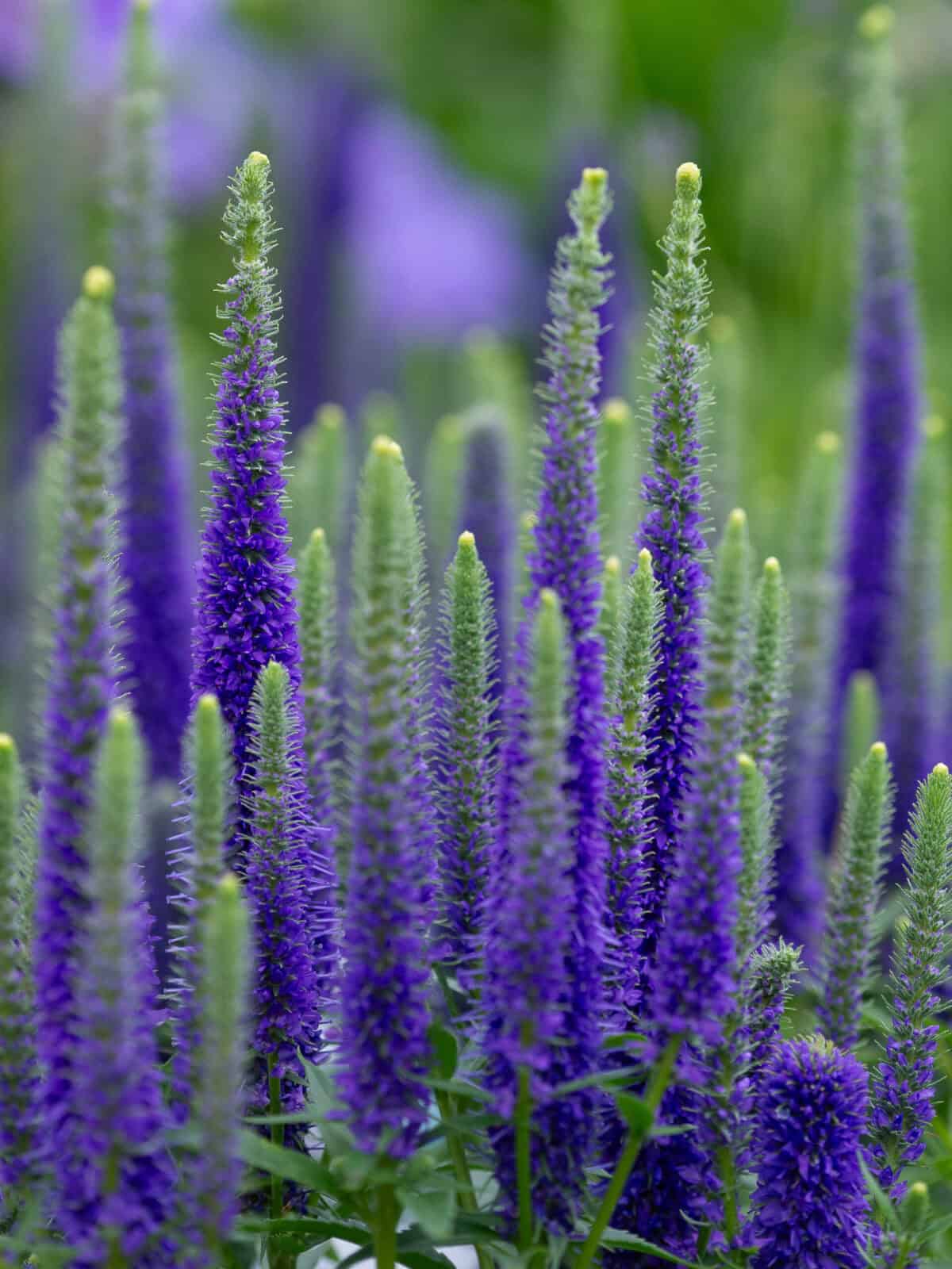 Veronica Ulster Dwarf Blue