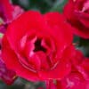Rosa 'Zepeti'®