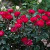 Rosa 'Zepeti'® - Image 2