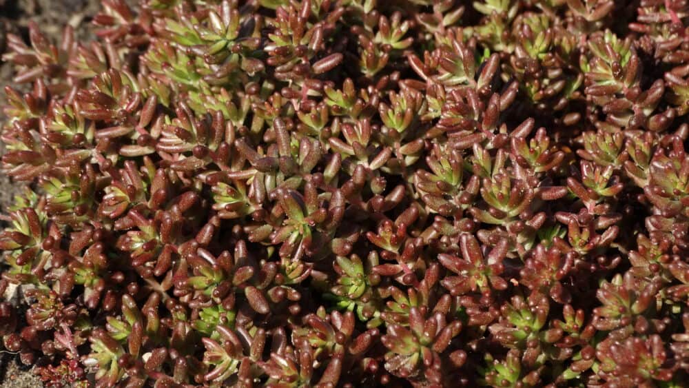 Sedum album 'Coral Carpet' - Image 3