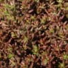 Sedum album 'Coral Carpet' - Image 3