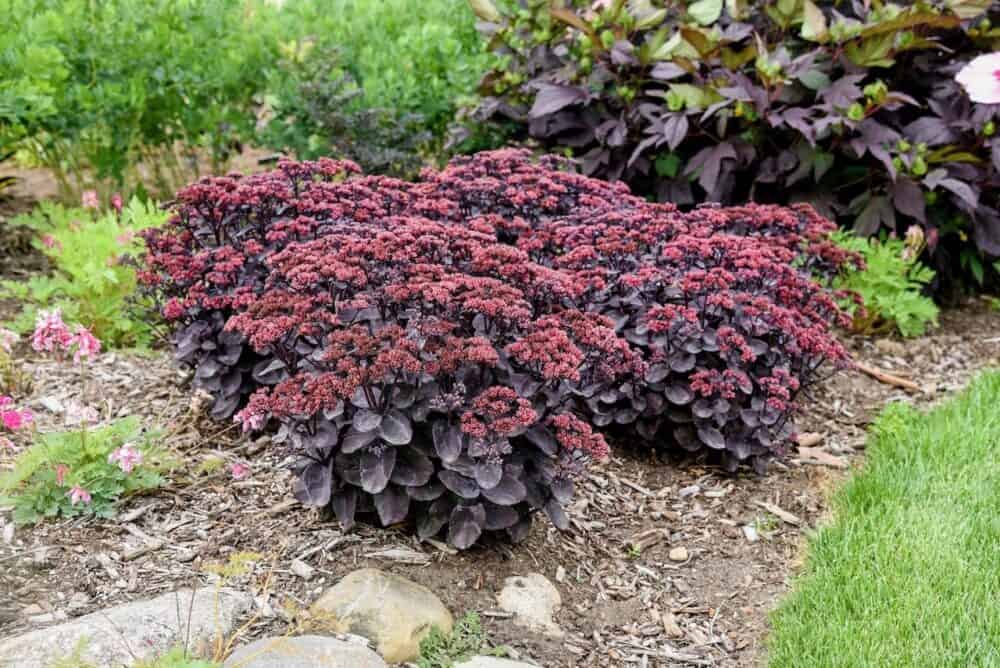 Sedum spectabile 'Black in Black'® - Image 2