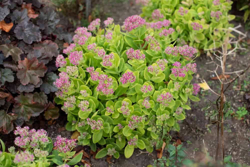 Sedum spectabile 'Hot Stuff'® - Image 2