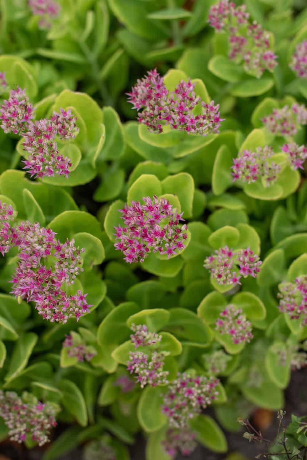 Sedum spectabile 'Hot Stuff'®