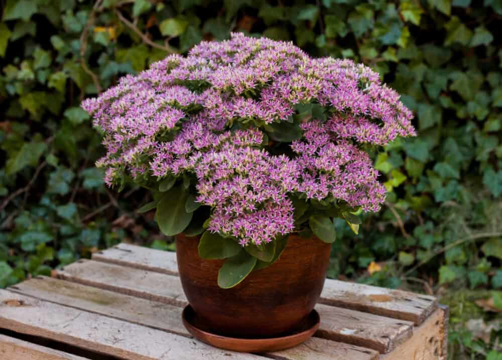 Sedum spectabile 'Hot Stuff'® - Image 3