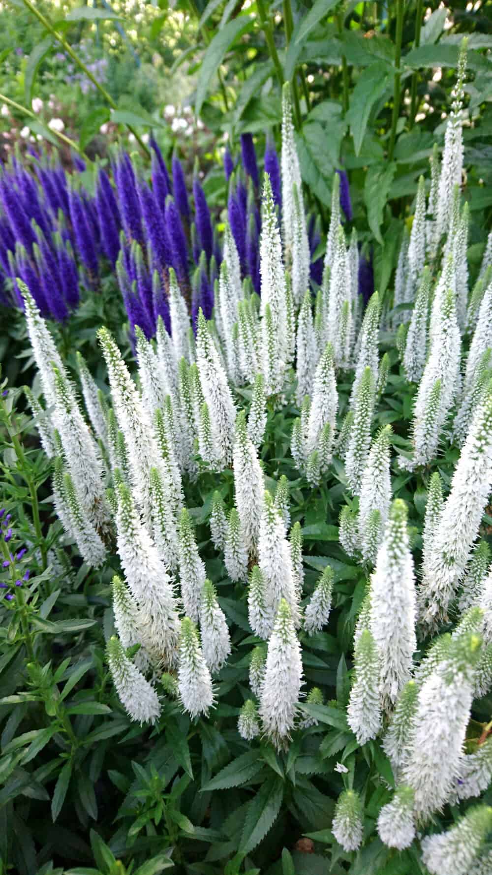 snow-candles_veronica-spicata-scaled