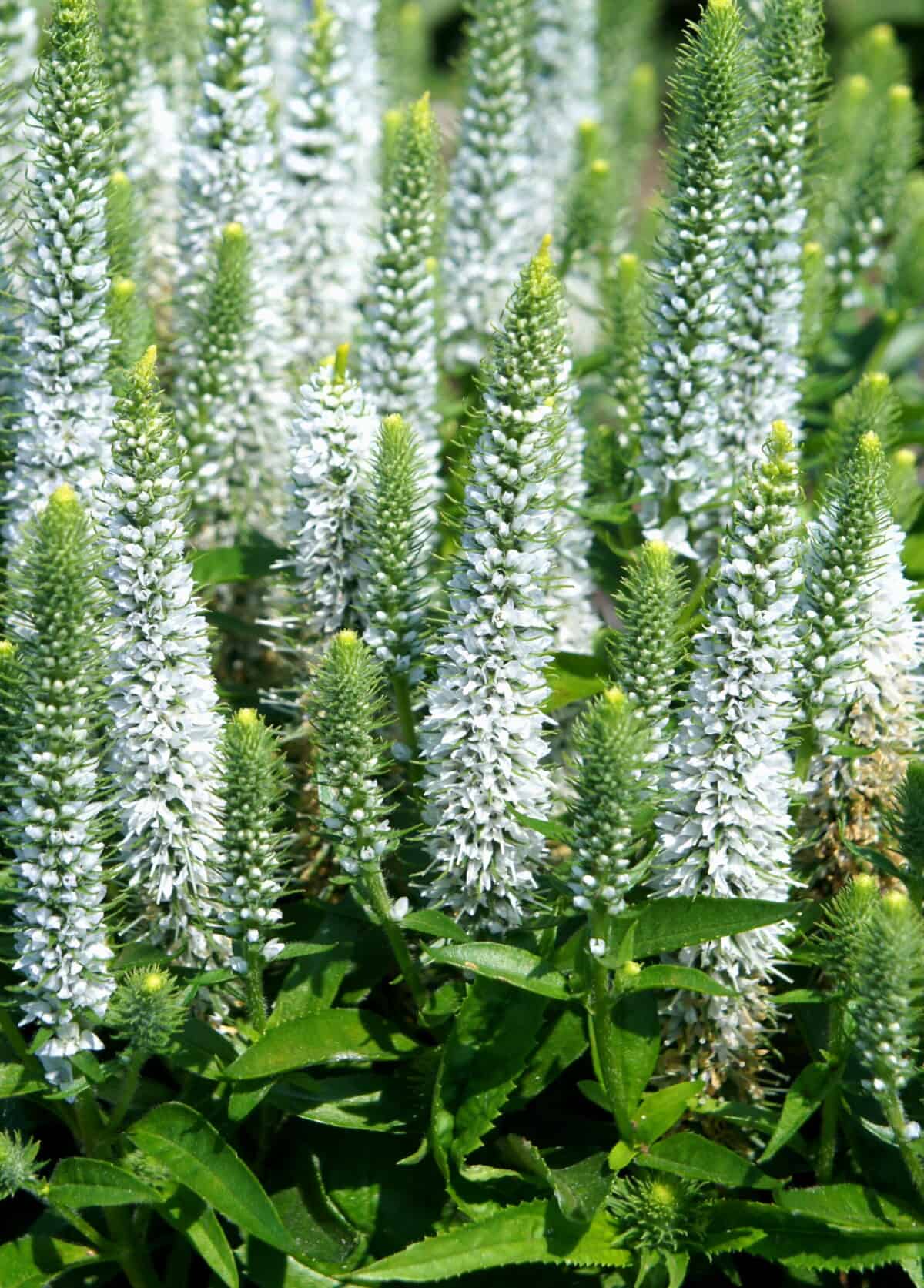 snow-candles_veronica-spicata1