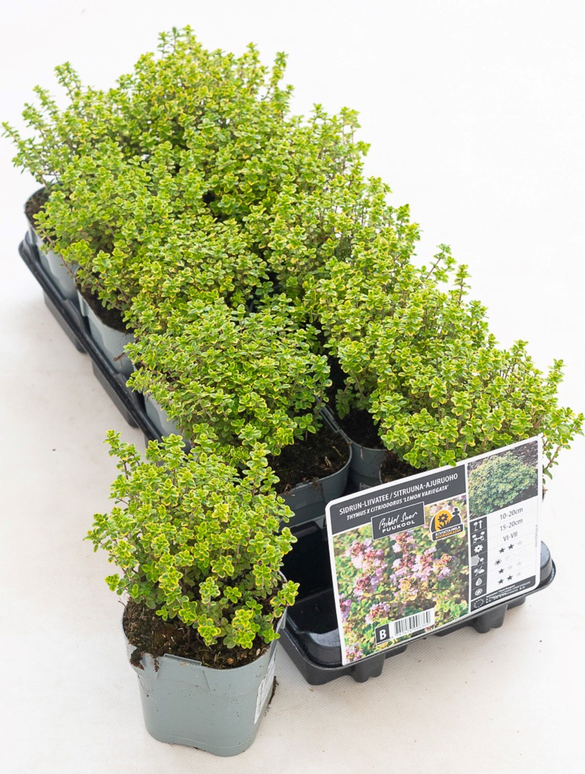 thymus-lemon-variegata