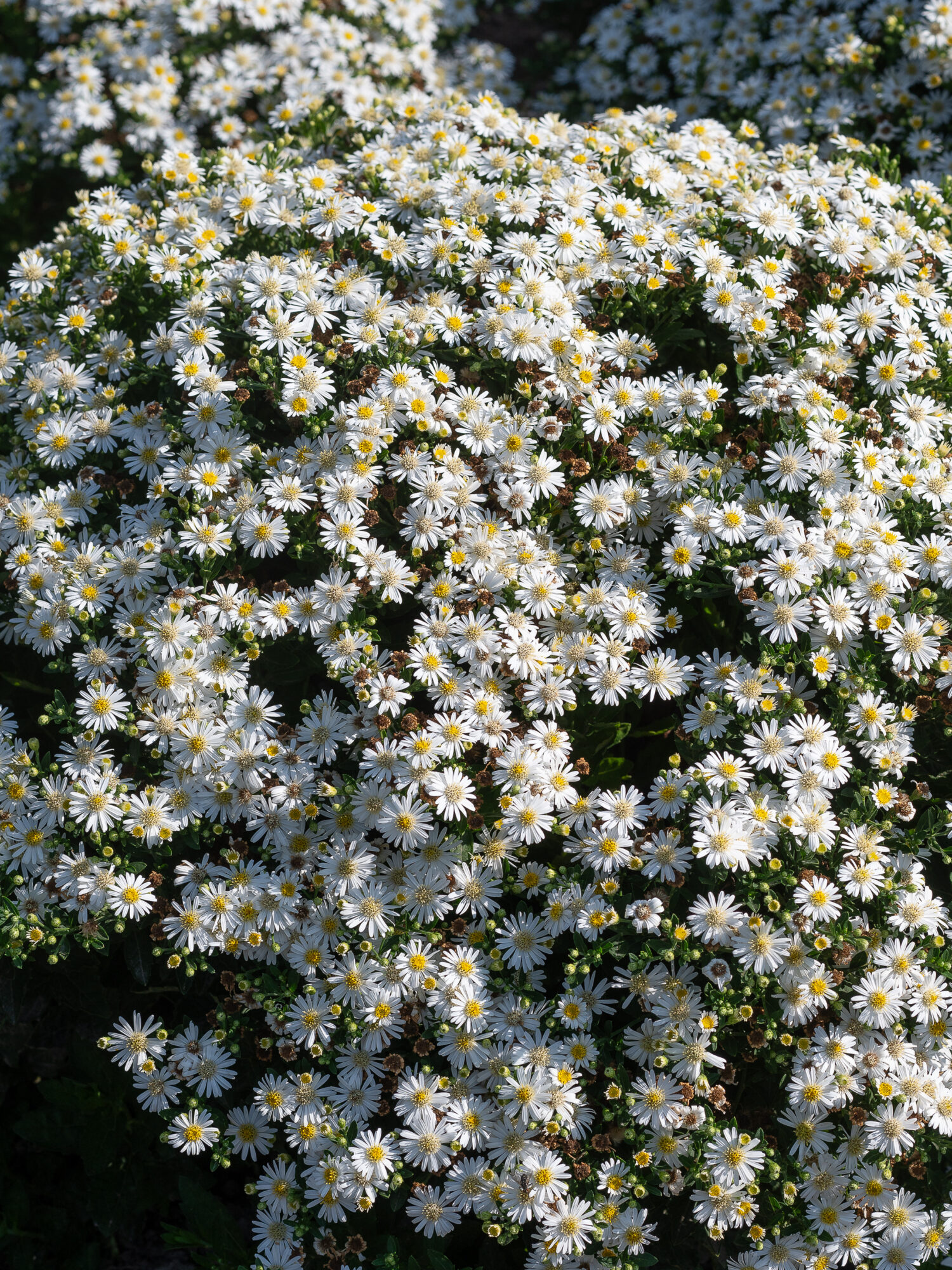Aster-ageratoides-Starshine