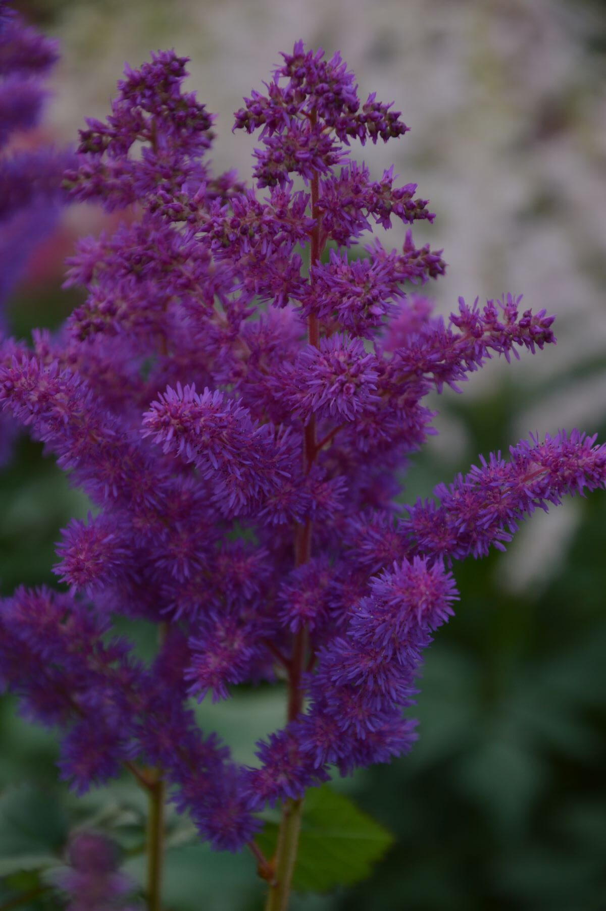 Astilbe chinensis 'Black Pearls'®