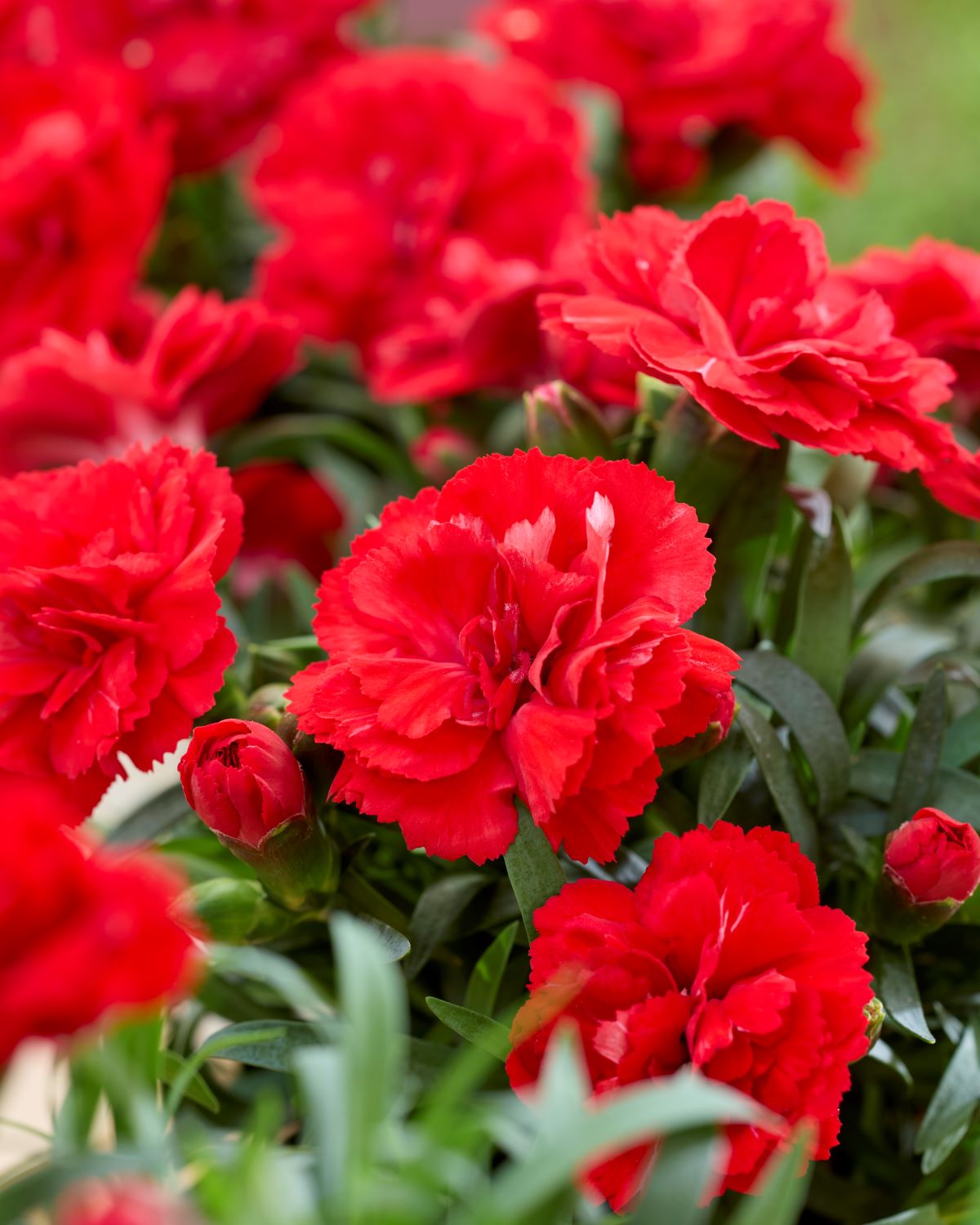 Dianthus 'Kenji'®