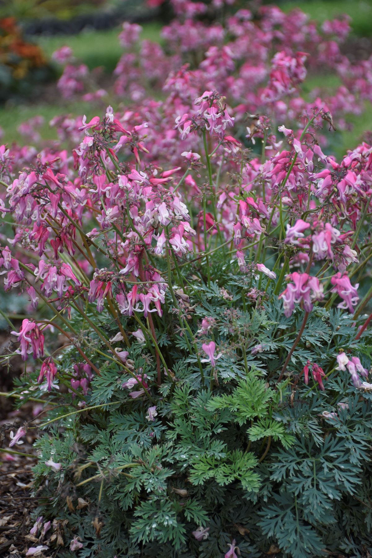 Dicentra Pink Diamonds