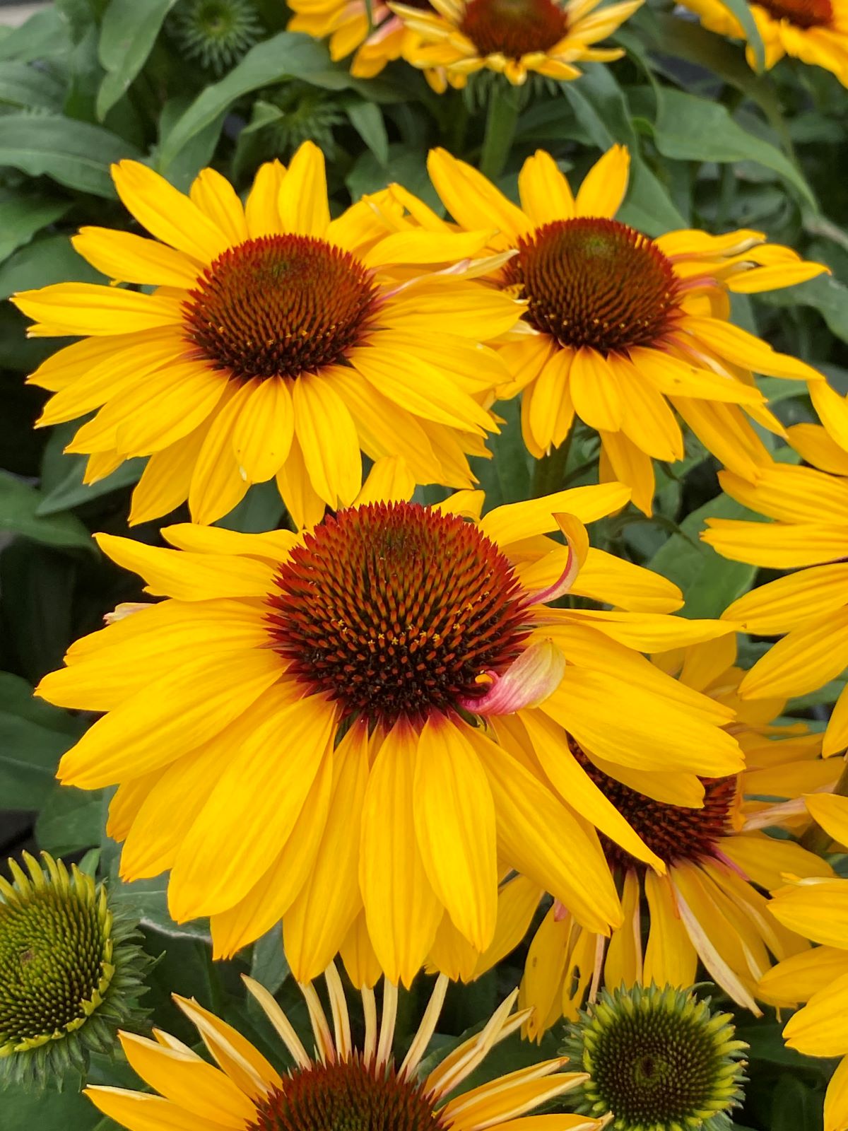 Echinacea purpurea 'Sunseekers Mango Sunrise'®