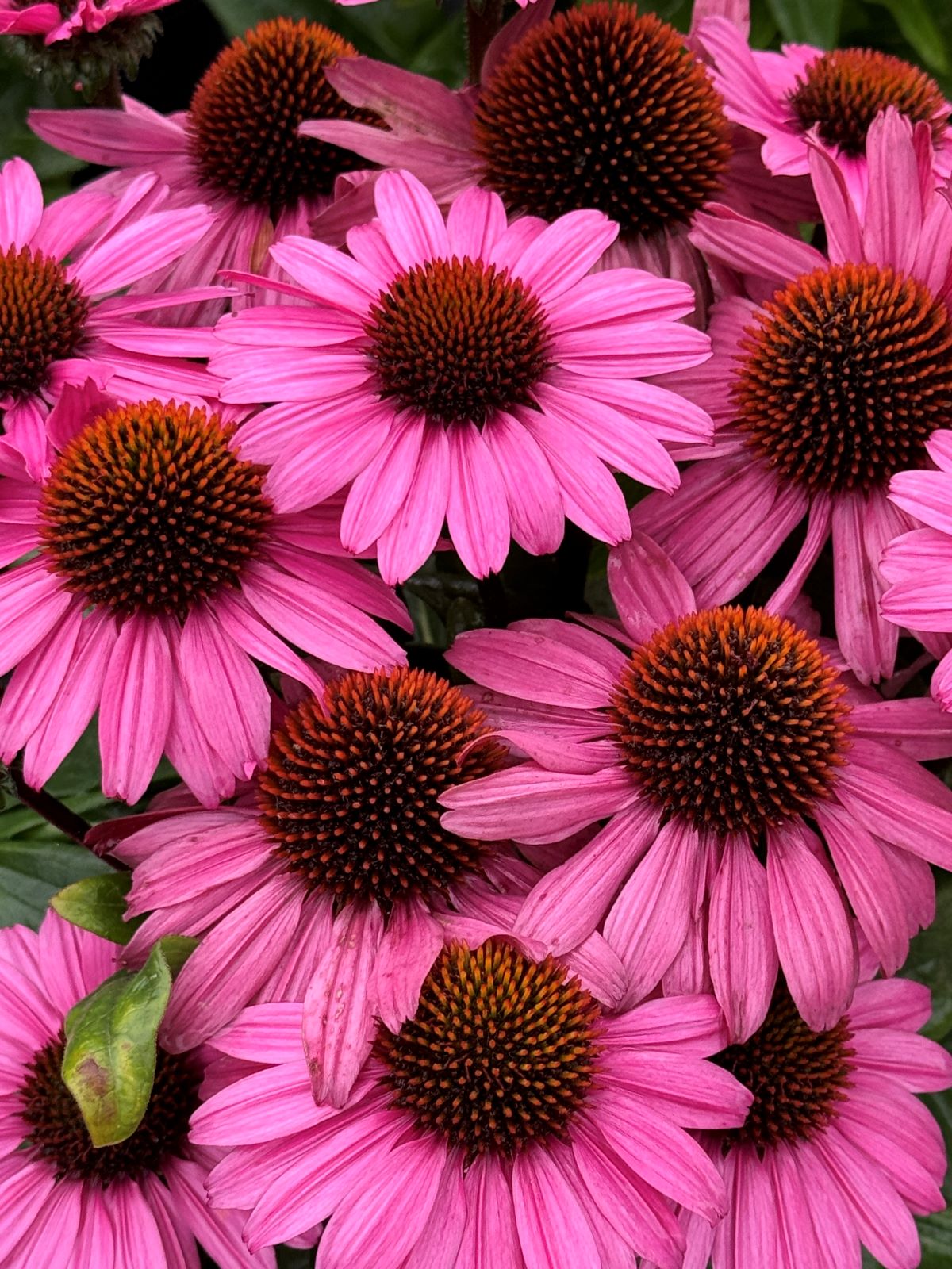 Echinacea-SunSeekers-Purplelicious