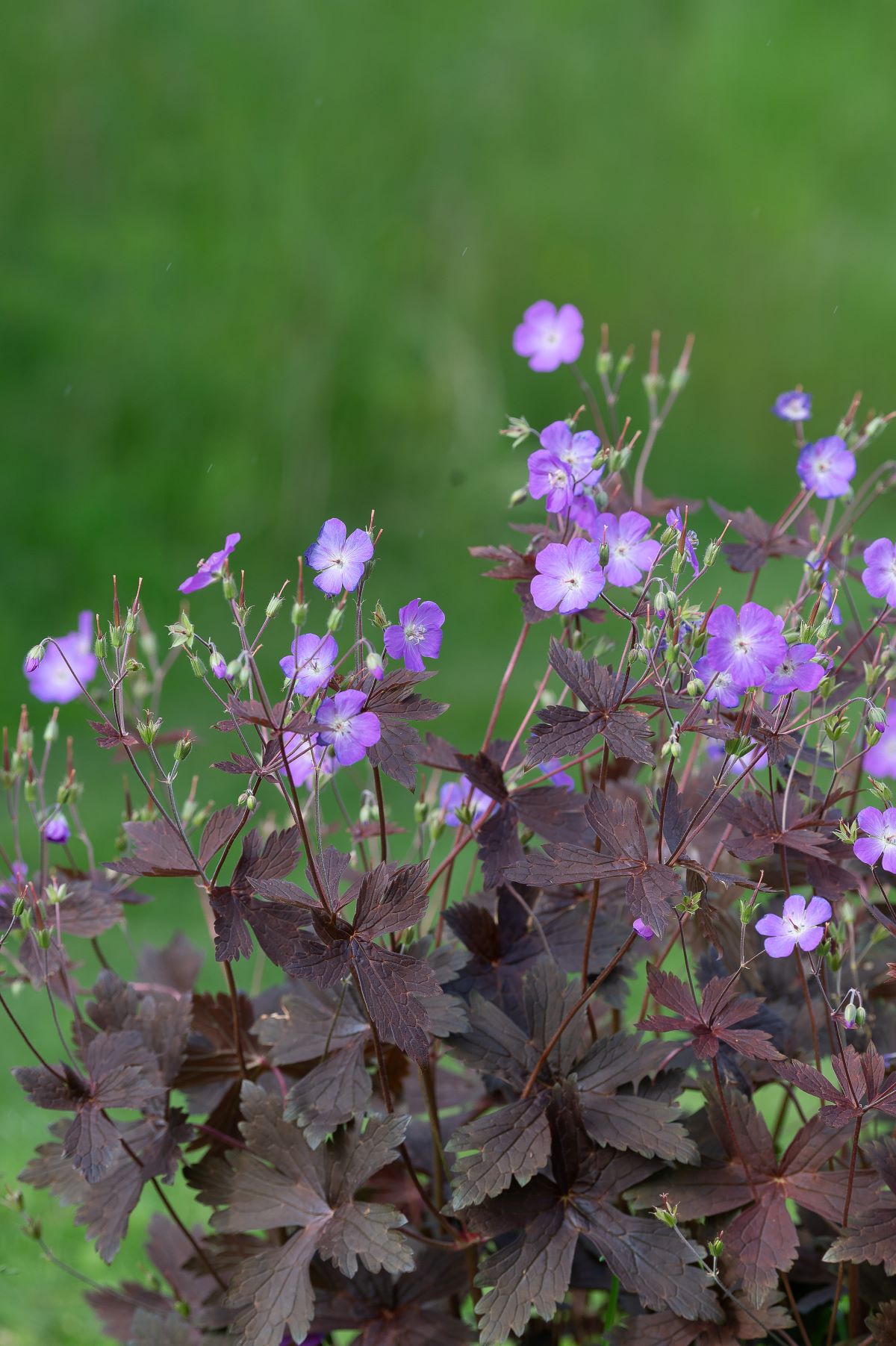 Geranium-Stormy-Night-
