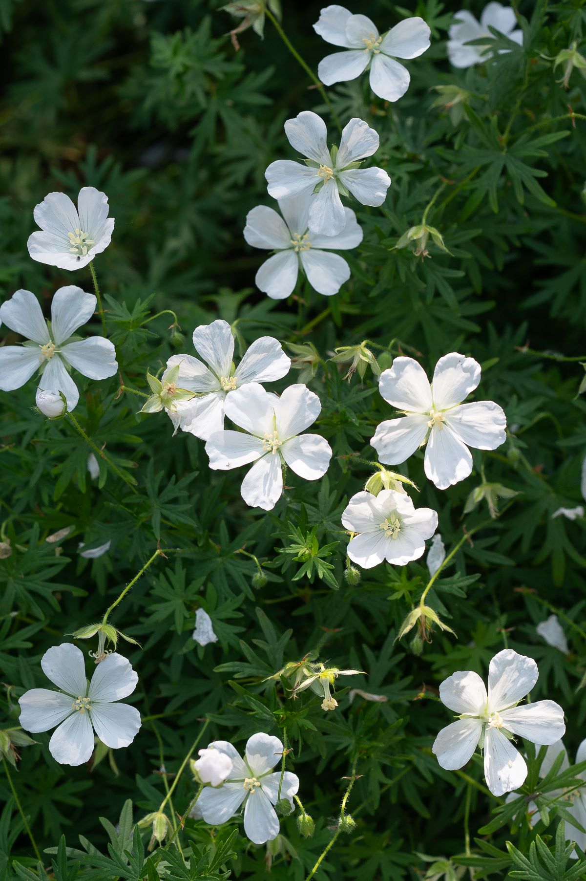 Geranium-sangvineum-album