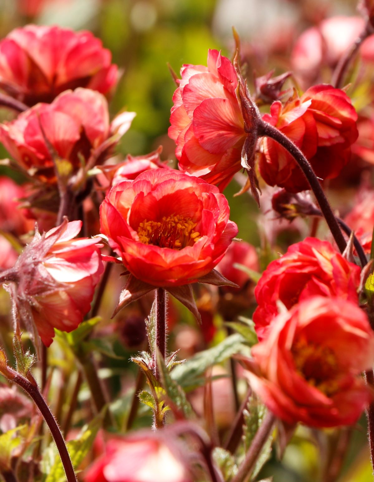 Geum-Tempo-Coral