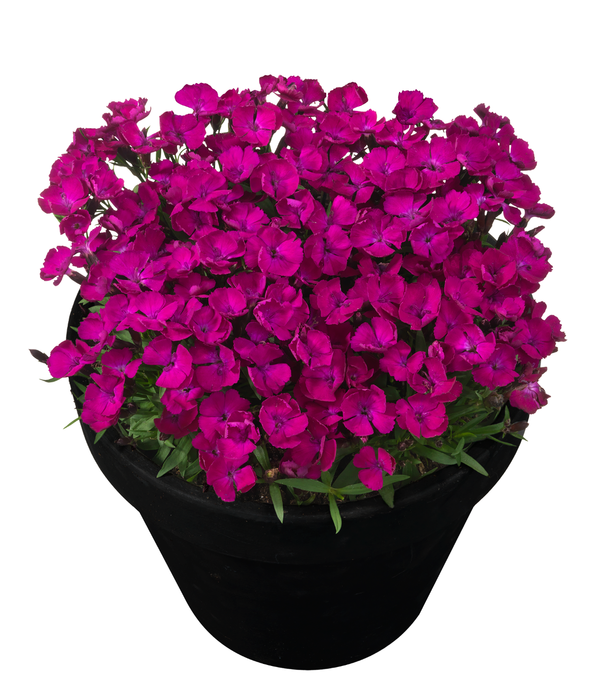 Dianthus 'Rousey'®