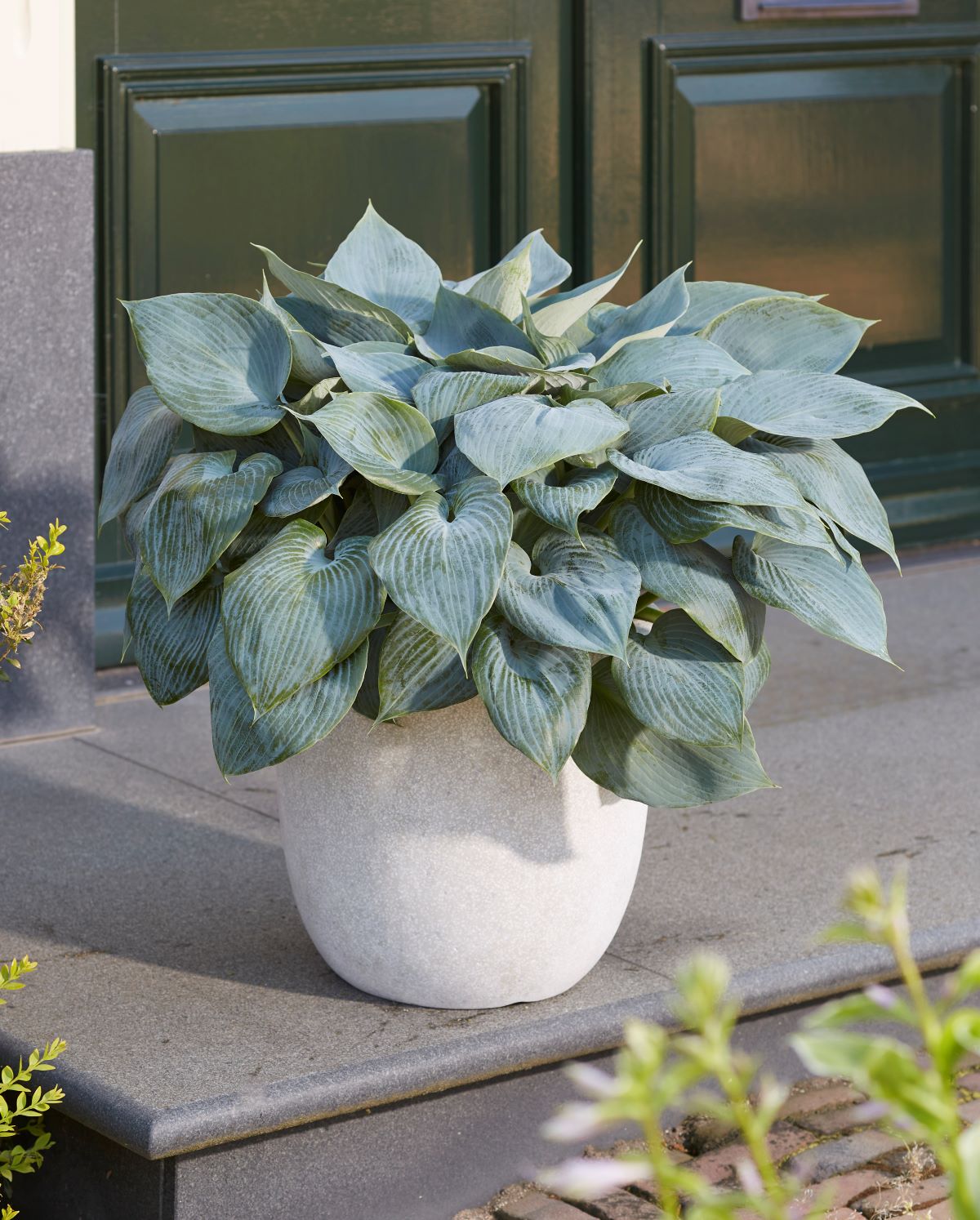 Hosta-Bullet-Proof