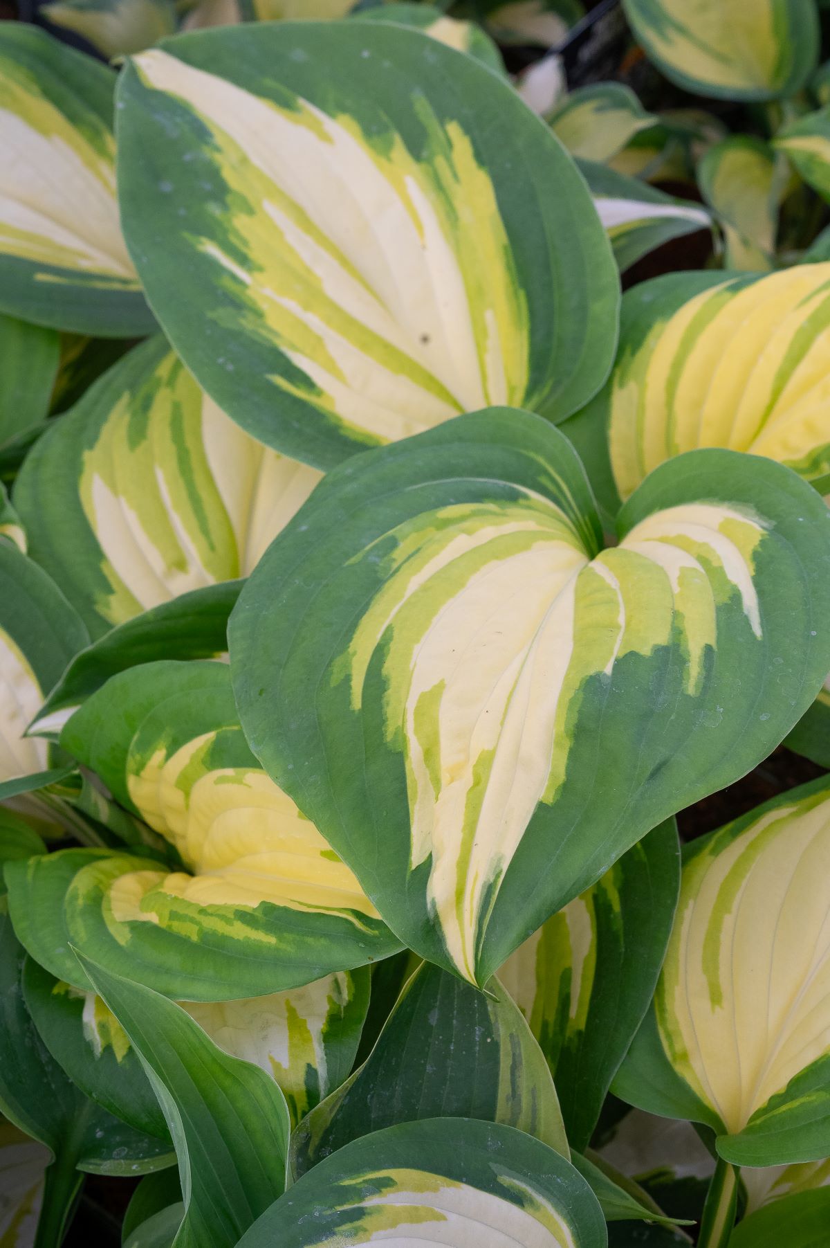Hosta 'Heatwave Harmony'®