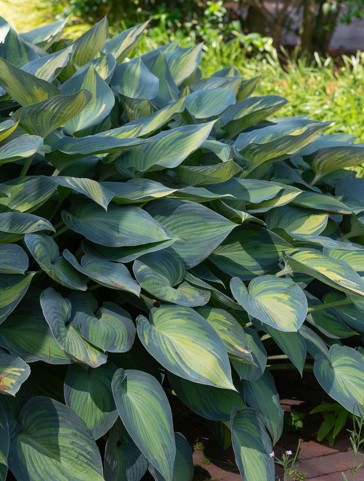 Hosta-June