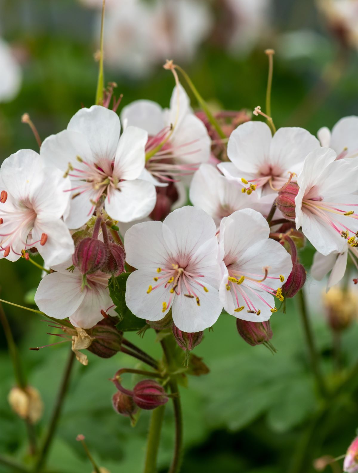 geranium-macrorrhizum-geranimo-white