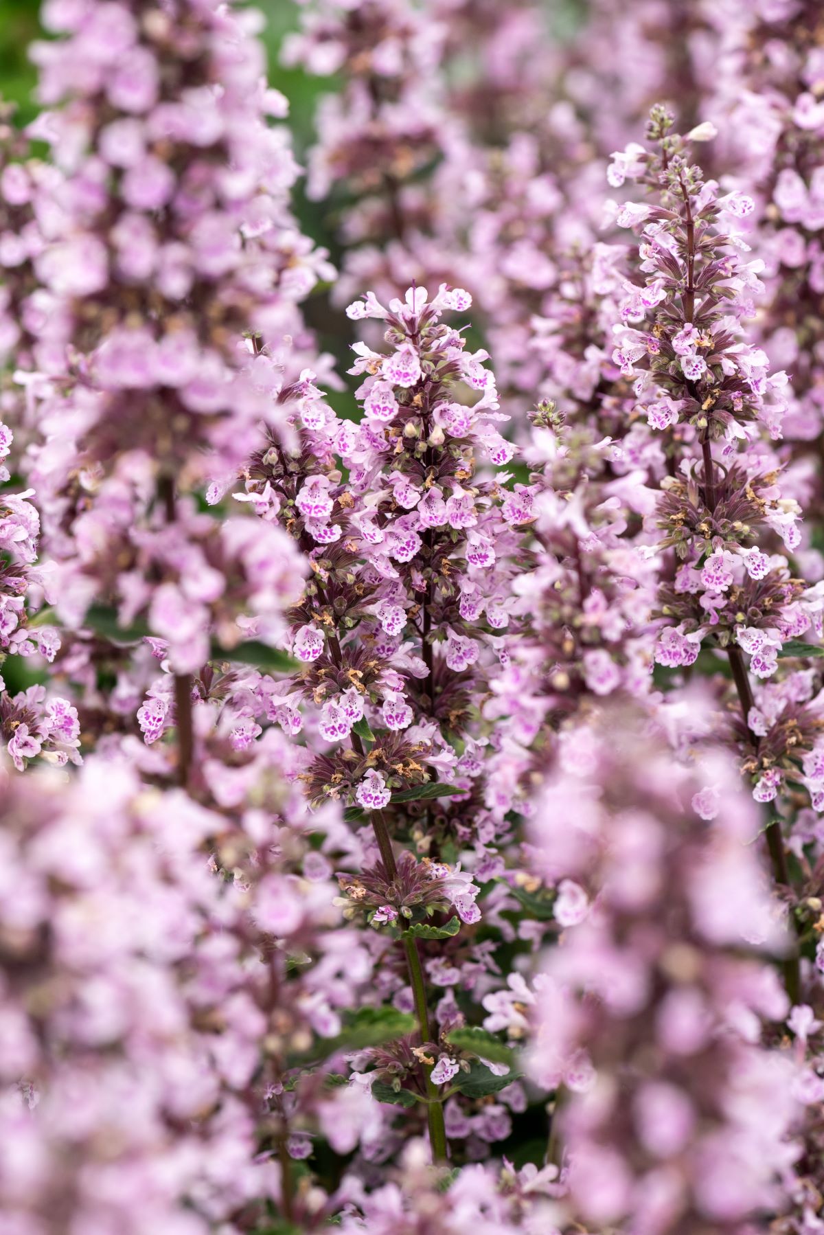 nepeta-sibiricaserene-wild-orchid.