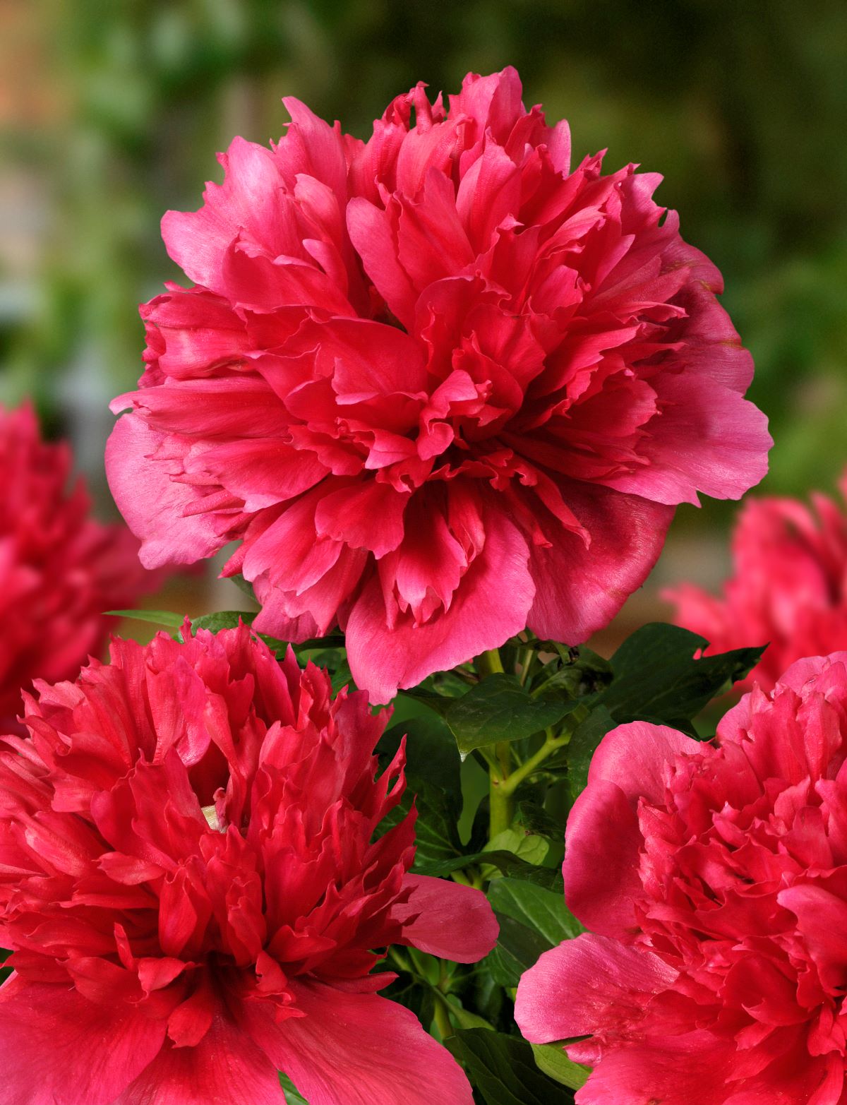 Paeonia_Many-Happy-Returns
