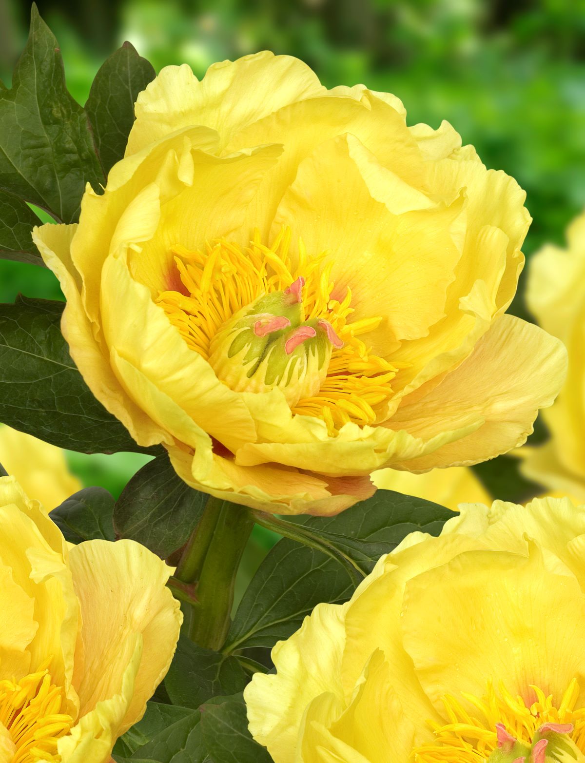 Paeonia Itoh 'Garden Treasure'