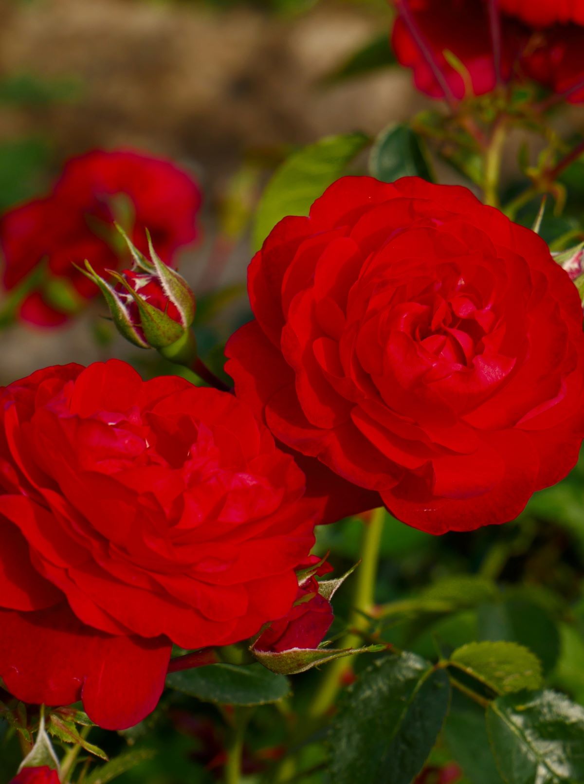 Peenraroos-Scarlet-Bonica