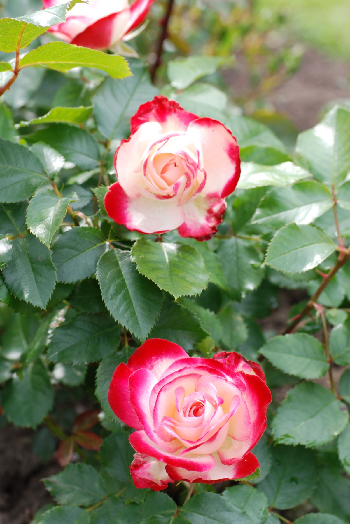 Rosa-Jubile-du-Prince-de-Monaco