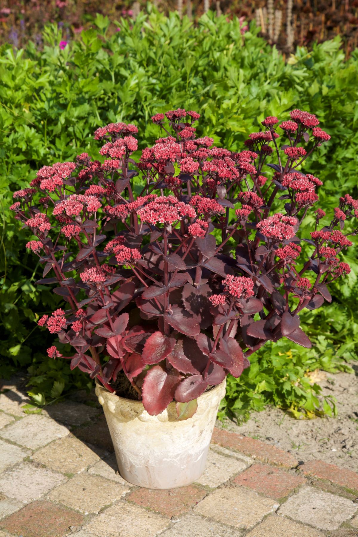 Sedum-Chocolate-Cherry