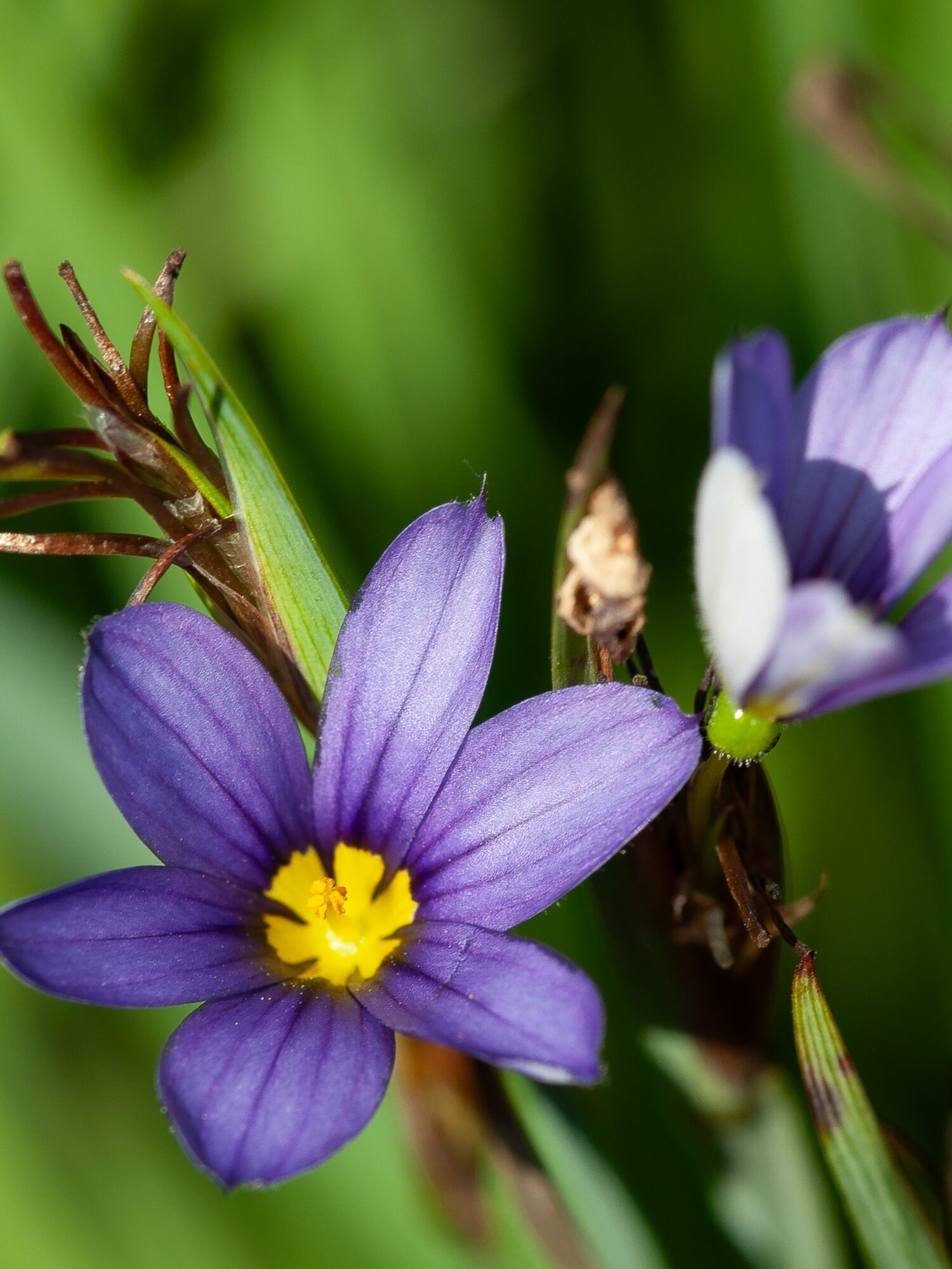 Sisyrinchium-Lucerne