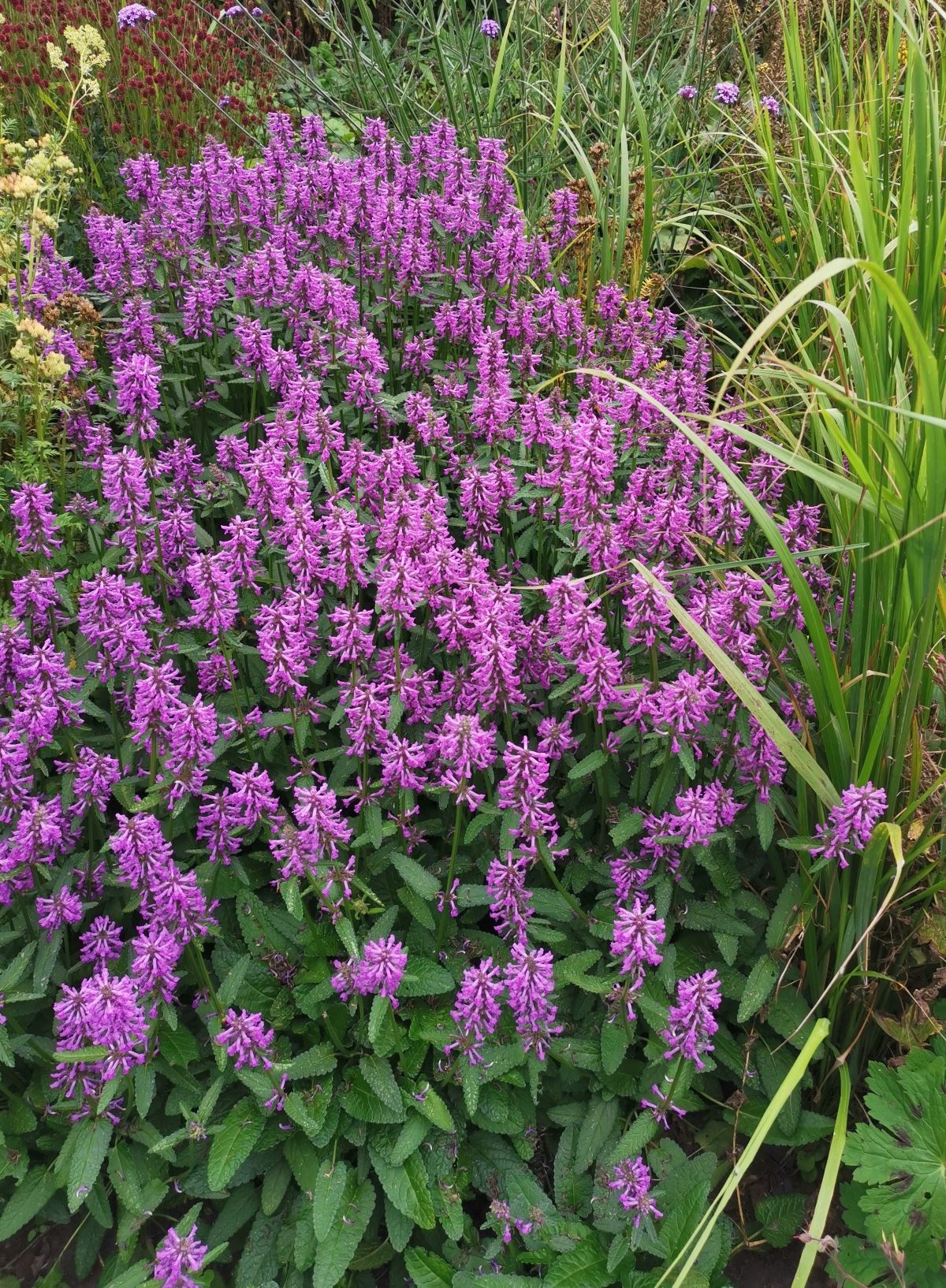 Stachys-Summer-Grapes