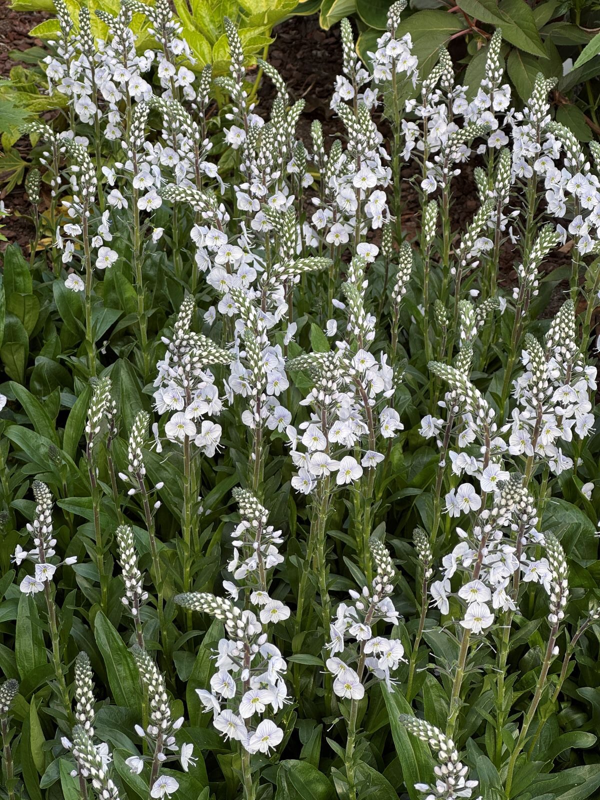 Veronica-Tissington-White
