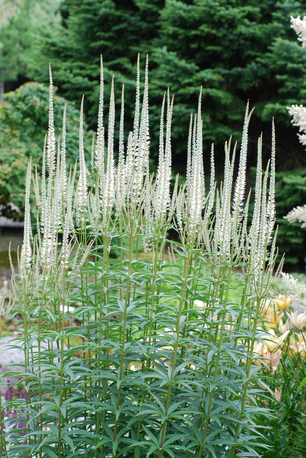 Veronicastrum-vir.-Album