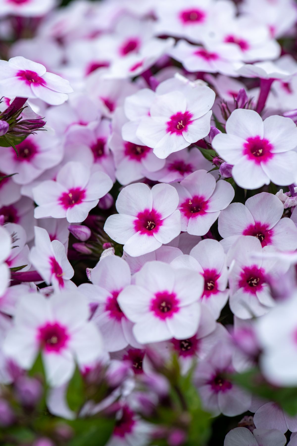 phlox-paniculata-Early-Blush-Pop